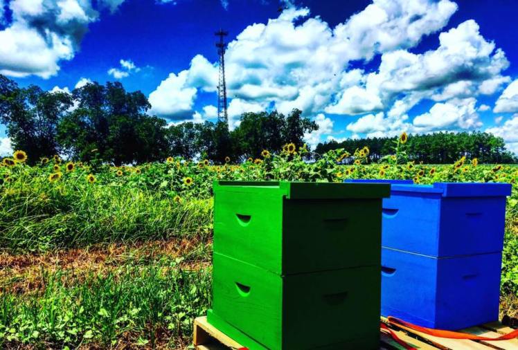 20139863_664238207120131_5247134081083181457_n